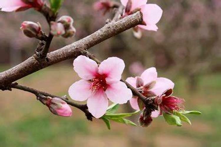 八字中这四个字都出现的话,则代表此人桃花运极其旺盛!