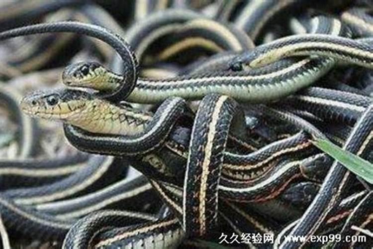 梦见蛇扑过来有什么预兆？是什么意思？