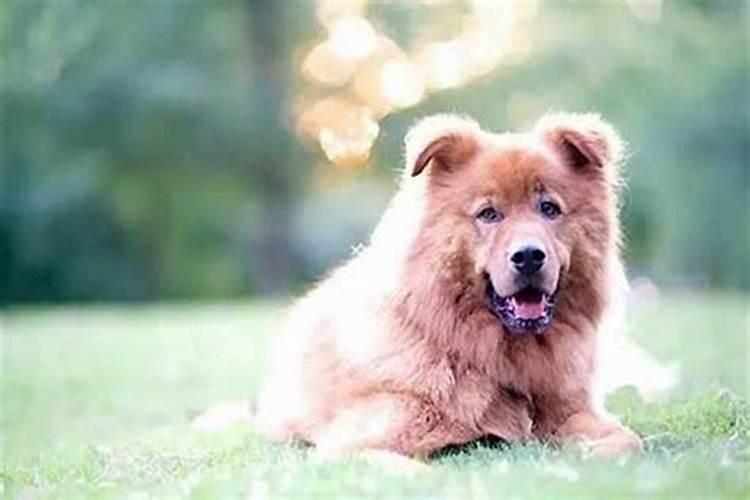 梦见狗狗是什么兆头