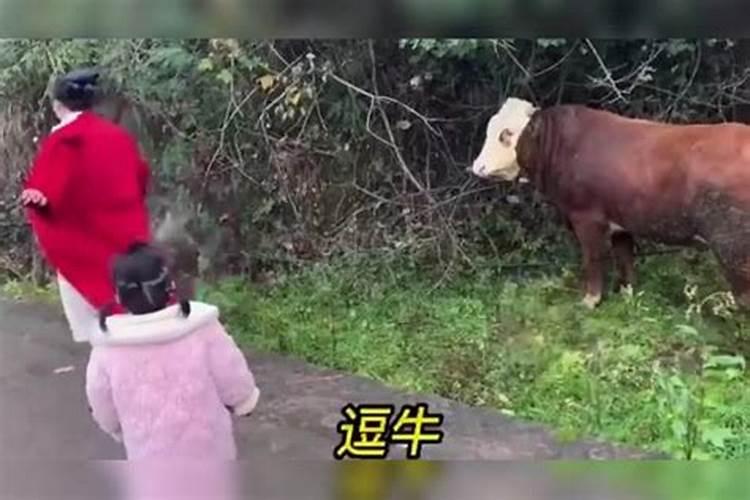 梦见牛发疯攻击人怎么回事