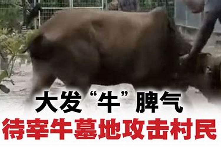梦见大黄牛发怒