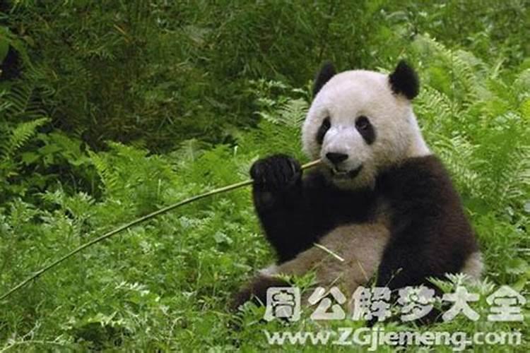 做梦梦到熊猫是什么意思？