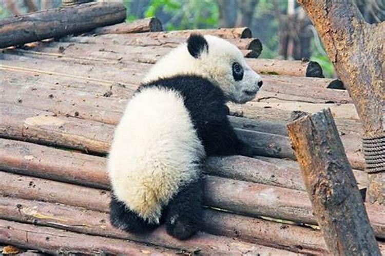 梦见熊猫是什么意思 梦见熊猫预示着什么