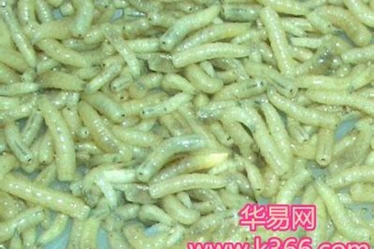 工厂风水禁忌有哪些