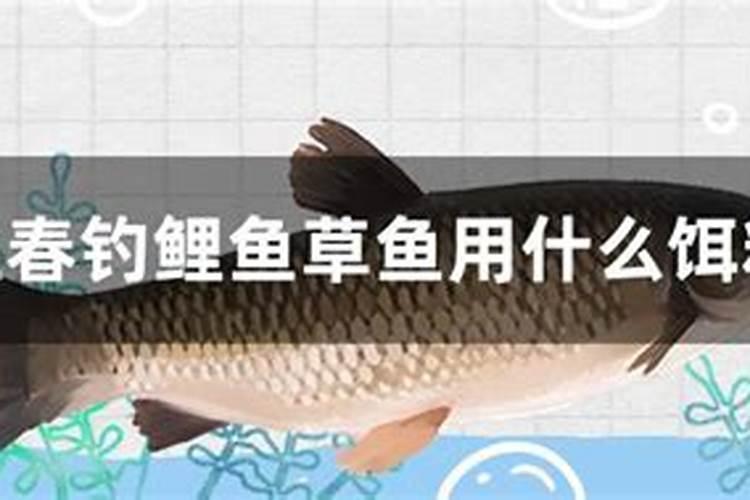关于锦鲤的诗句有哪些？