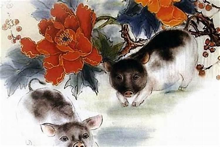 属猪的今天生日今年的运气如果