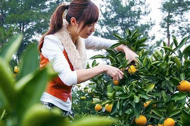 梦见摘水果什么意思