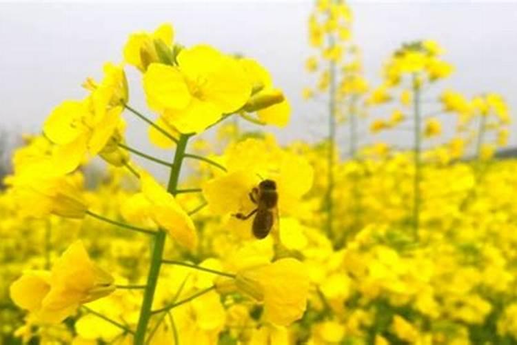 清明节踏青的习俗