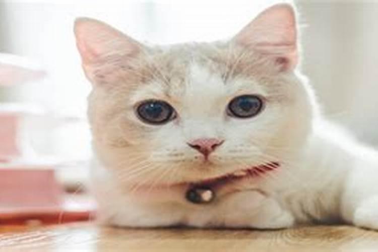 梦见猫生小猫代表什么预兆 梦见猫生小猫意思是什么