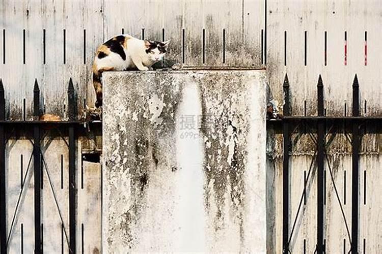 梦见死人猫狗的预兆