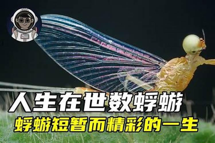 小年不及大年的小年,大年分别是什么意思？