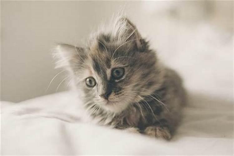 梦到猫咪代表什么,究竟是何预兆？