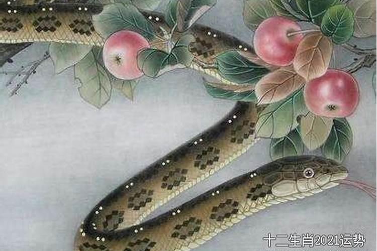 65年的男蛇2025年的运势
