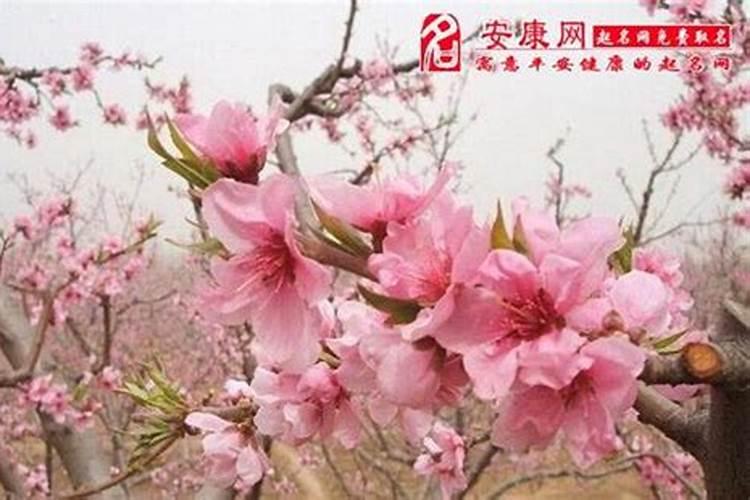 男人戴什么能斩烂桃花