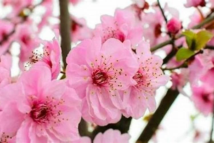桃花女命是什么意思？