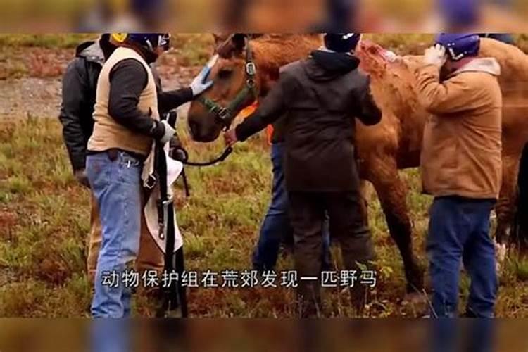 梦见两匹马从天上掉下来