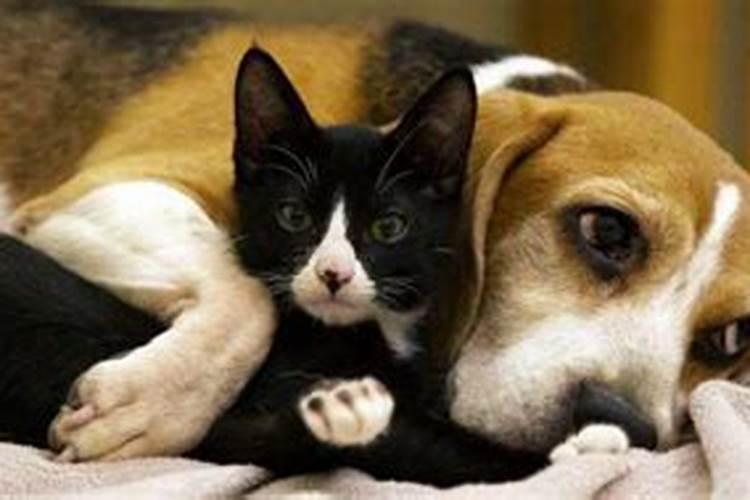 梦见狗和猫周公解梦