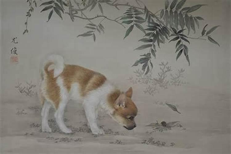 属狗的几点出生最好命