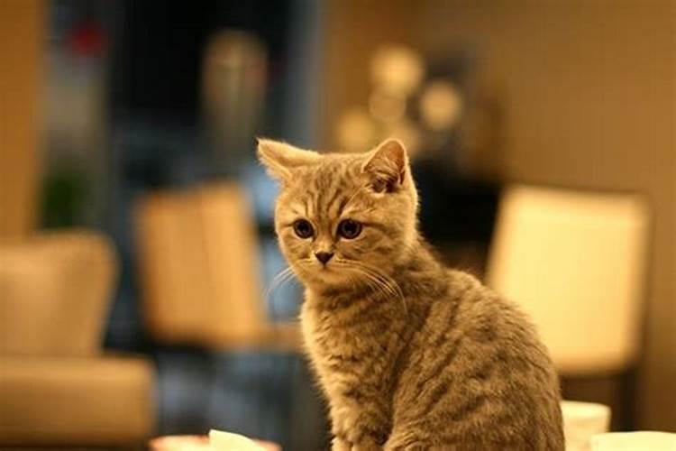 梦见家里有猫什么意思