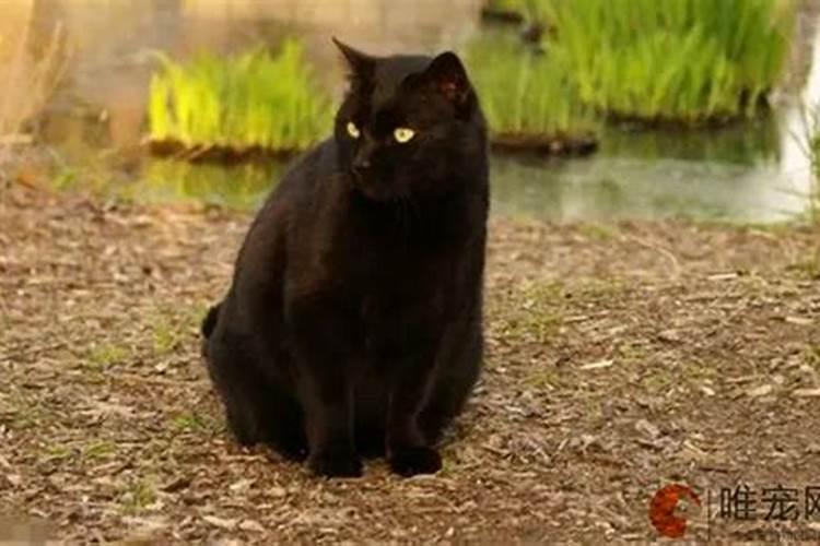 黑猫一直跟着我是什么预兆？
