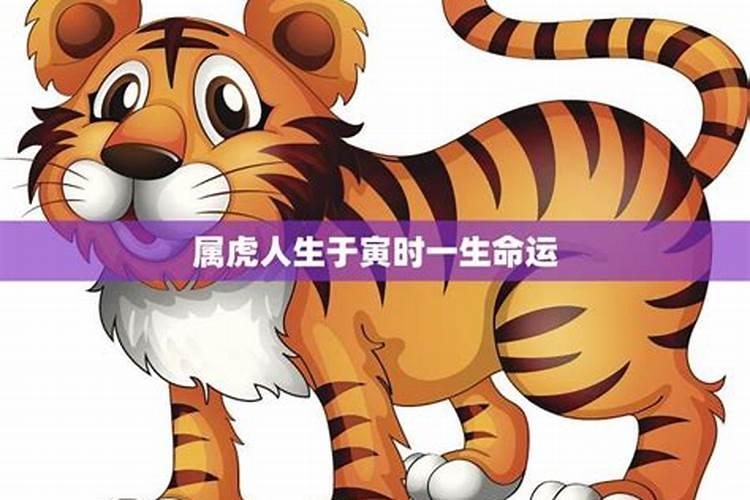 冬月属虎的女人命运 野心勃勃？