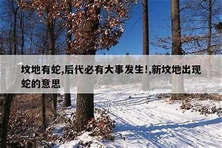 梦见坟地有蟒蛇的预兆