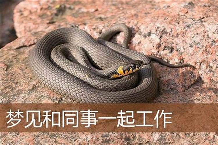 梦见和别人一起找工作的预兆