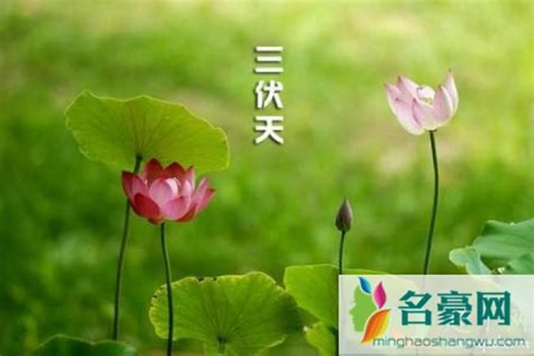 今年哪天入伏几点入伏