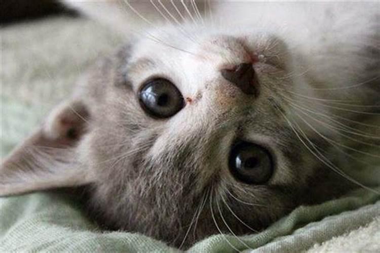 孕妇梦到猫预示什么？