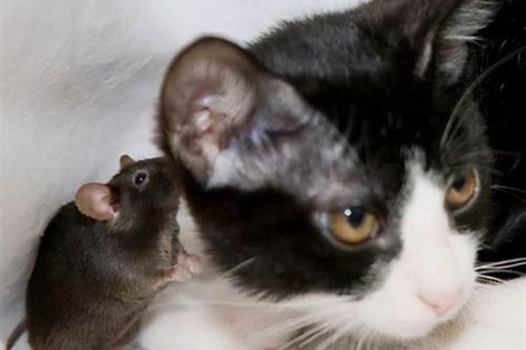 我怀孕了 梦见猫是什么意思  百度宝宝知道