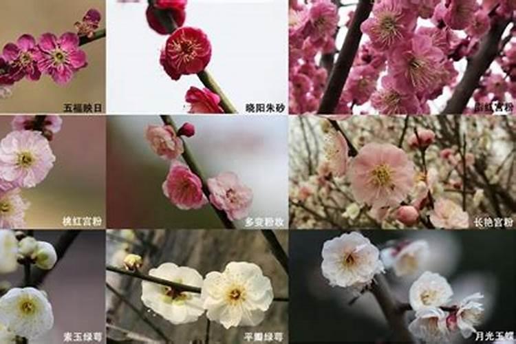 梅花哪个品种开花早