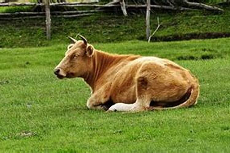 梦见杀牛分割牛肉什么意思