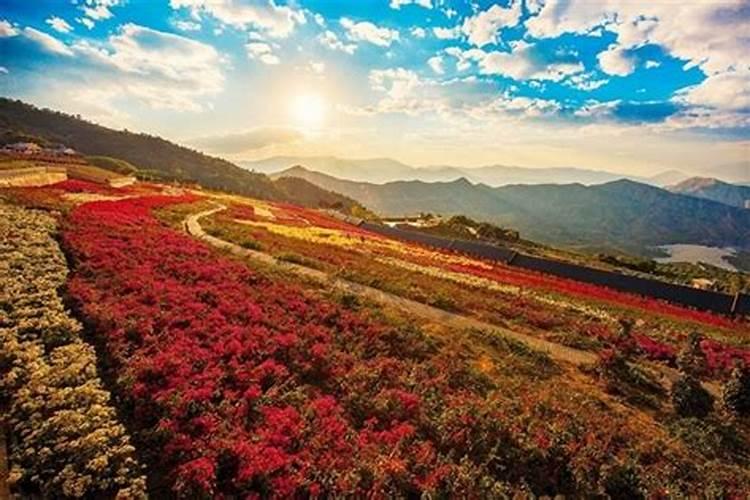 攀枝花地区特产