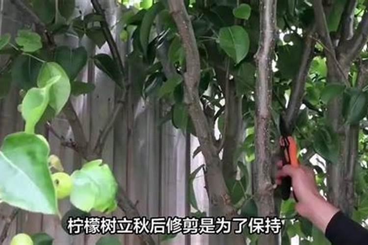 十月初一鬼节出生的人女命硬男富贵吗