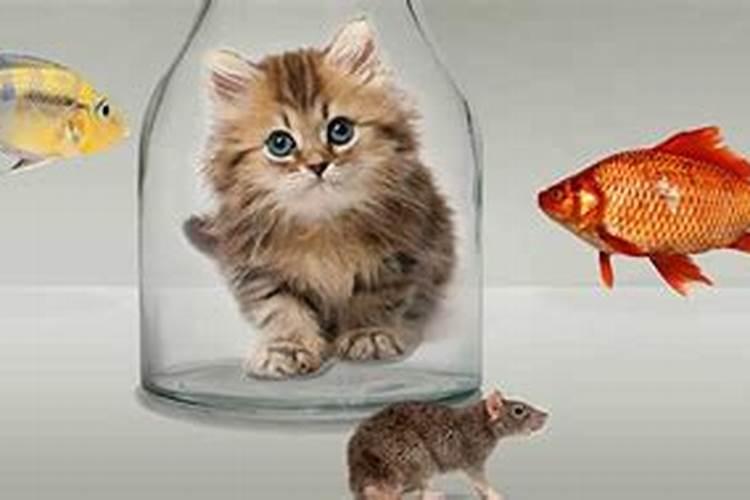 梦见猫睡在自己和爱人中间