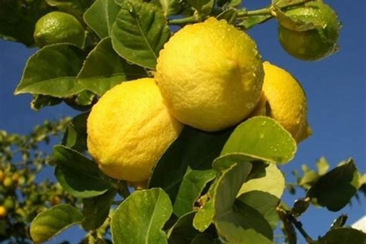 怎样种植盆栽柠檬树？