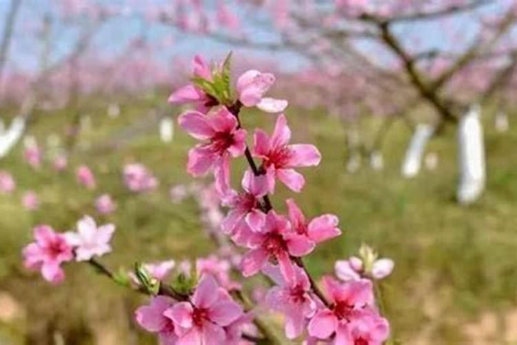 已婚女人走桃花运什么意思(已婚女人走桃花运)