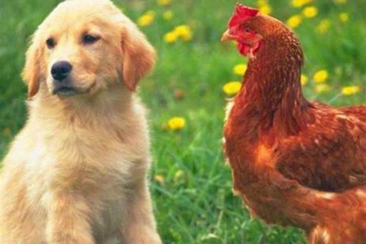 鸡狗八字有合的吗金鸡玉犬破解之法