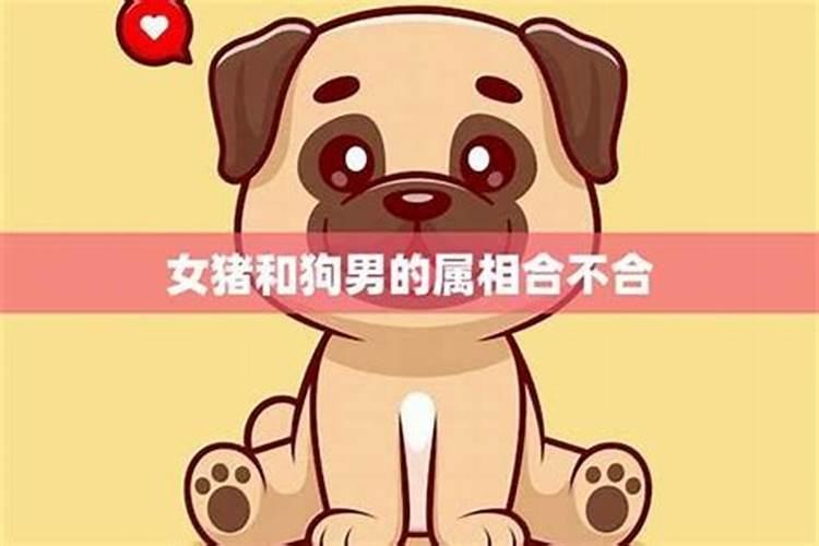 男82属狗,女95属猪结婚好吗？