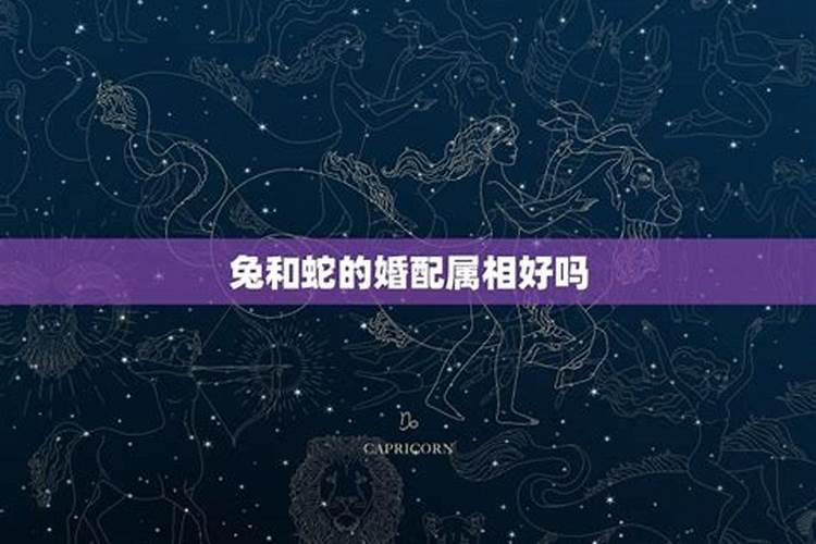 兔子和兔子的婚姻相配吗
