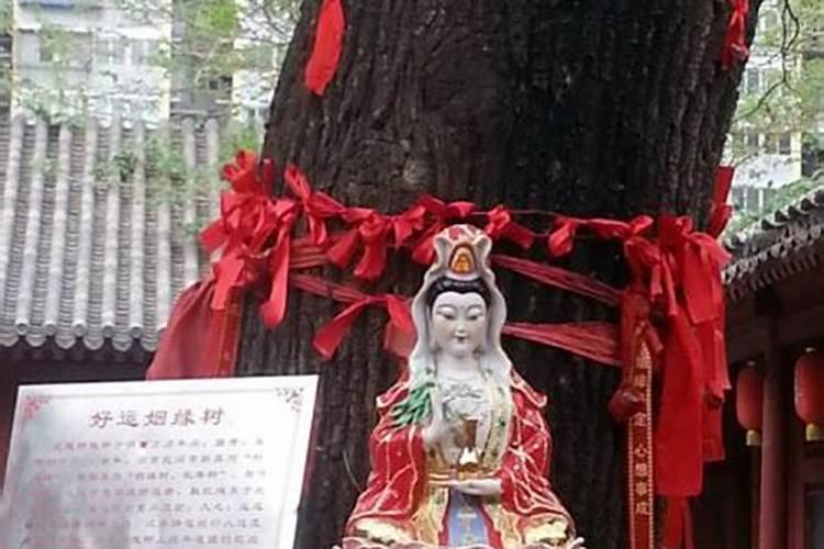酸枣多少钱一斤