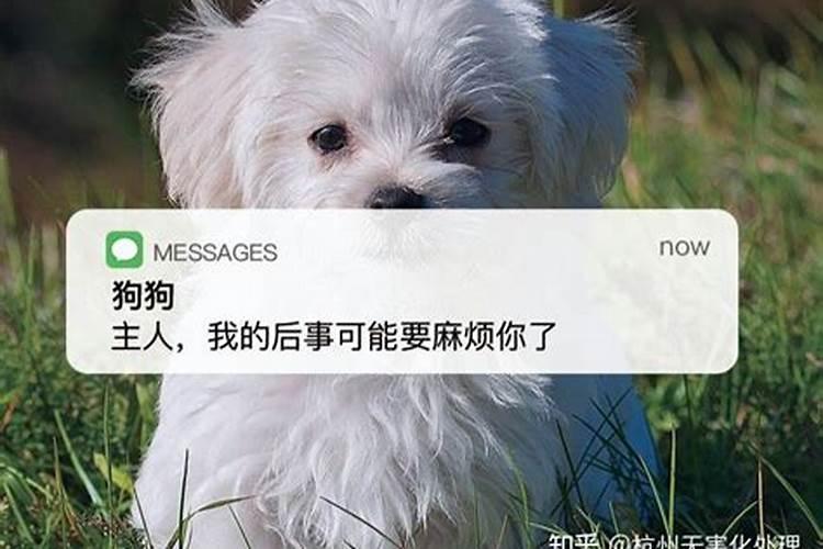 狗死了预示着什么 狗死了代表什么预兆