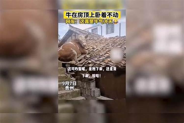 梦见房顶上一头死牛的预兆