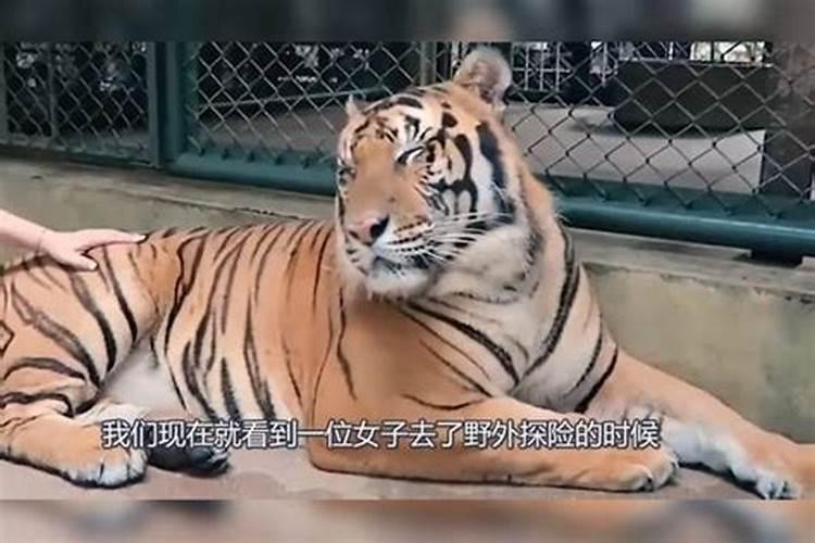 梦见自己的手被老虎咬住不放？