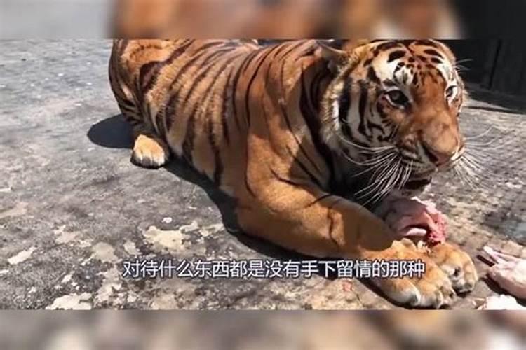 梦到被小老虎咬住不放,什么预兆？