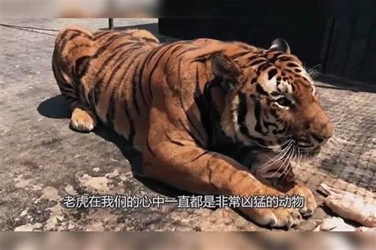 梦到被老虎咬了预示着什么