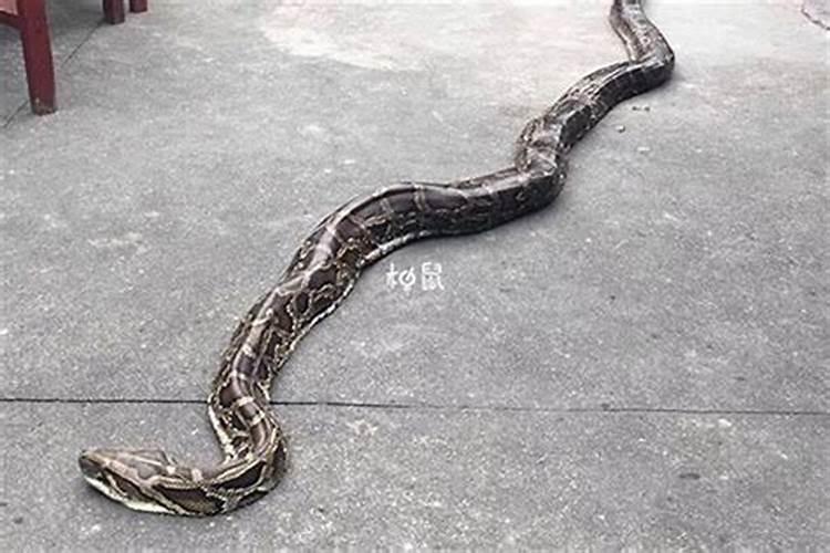 梦见一条大蟒蛇是什么预兆？