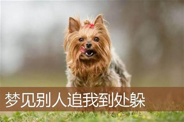 梦见好多小狗是什么征兆？