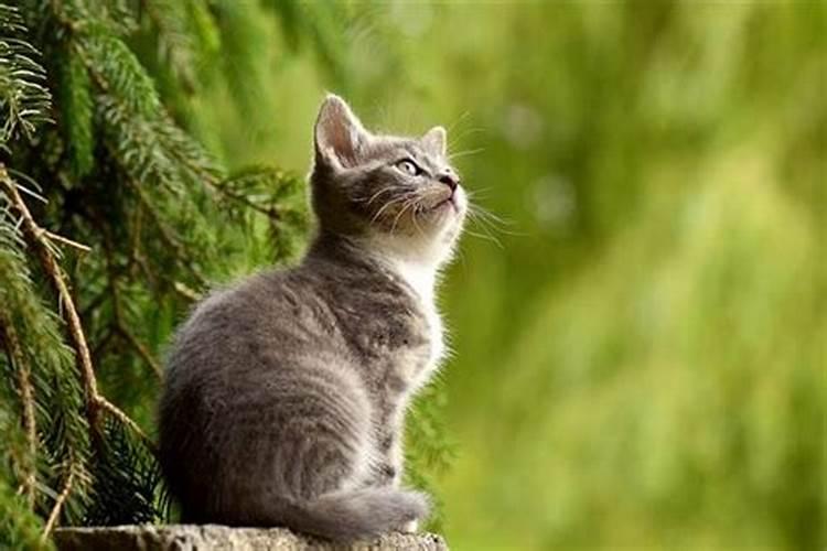 梦见被猫咬到手,手上还留疤了