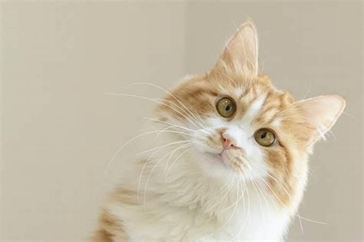 梦见好多刚下的小猫的预兆